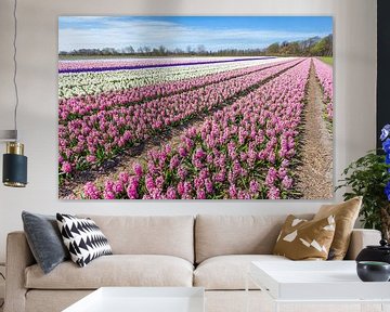 Landschap met rijen van bloeiende roze en witte hyacinten bloemen in Holland van Ben Schonewille