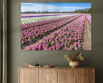Landschap met rijen van bloeiende roze en witte hyacinten bloemen in Holland van Ben Schonewille