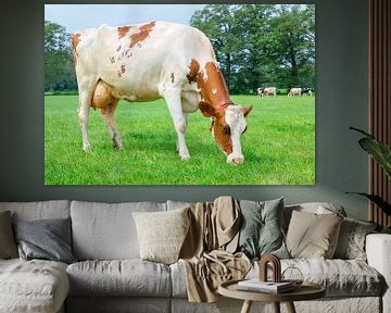 Een Nederlandse roodbonte koe eet gras in groene wei van Ben Schonewille