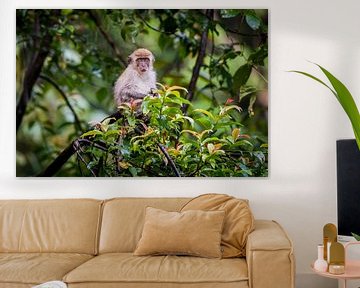 makaak, monkey in the jungle van Corrine Ponsen
