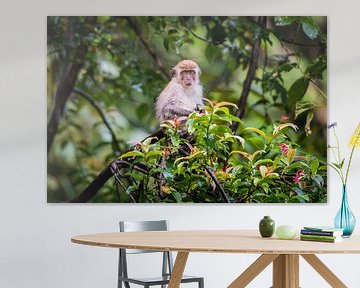 makaak, monkey in the jungle van Corrine Ponsen