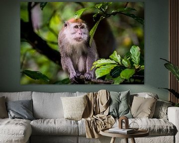 Portrait de macaque sur Corrine Ponsen