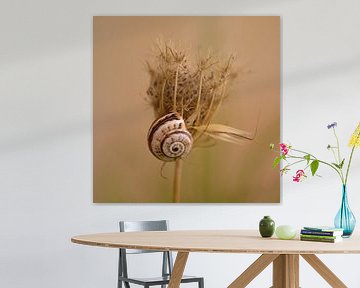 snail on dry plant, camel by J. van Schothorst