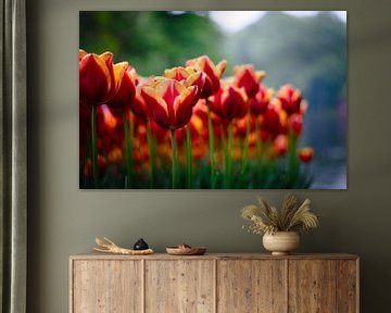 Dutch tulips by Niek Van Helden