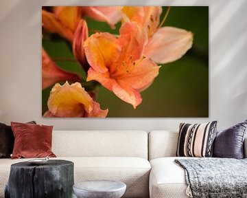 Orange flower Rhododendron molle by Kristof Leffelaer