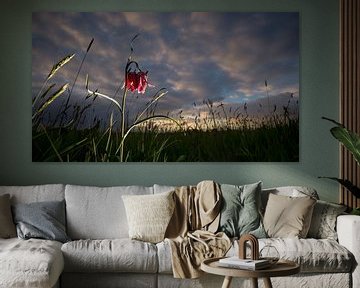 Wilde kievitsbloemen  bij zonsondergang in het veld