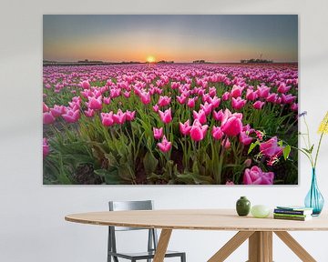 Tulpenveld tijdens zonsondergang in Holland