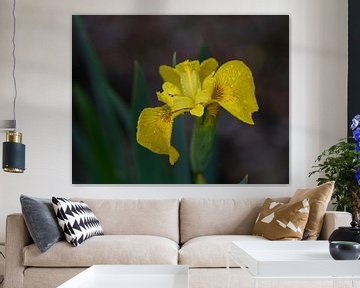 Yellow Iris with raindrops