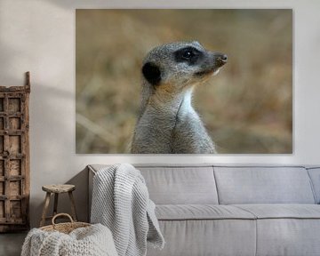 Timon op wacht
