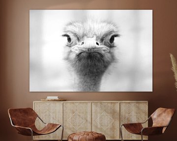 Struisvogel portret van Ima Rhebok