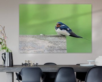 Barn Swallow ( Hirundo rustica ) by Andrea de Vries