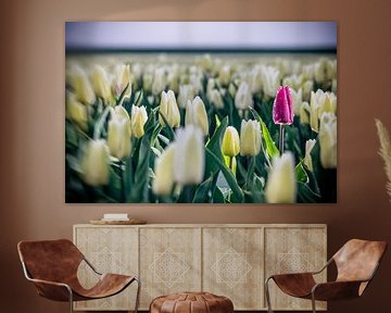 Paarse tulp in wit tulpenveld