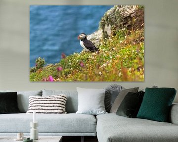 Puffin between the flowers on the edge of a cliff on Skomer Island in Pembrokeshire in Wales United  sur Ramon Harkema