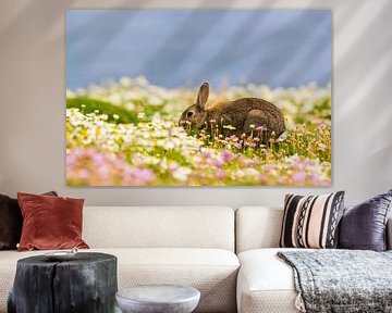 Rabbit eating between the flowers on Skomer Island in Pembrokeshire in Wales United Kingdom sur Ramon Harkema