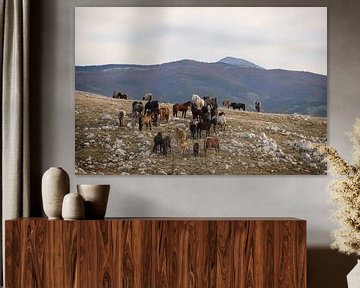 Frei lebende Pferdeherde in den Bergen Bosniens von Annett Mirsberger