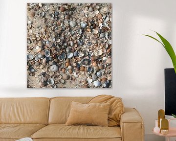 Shells on the beach