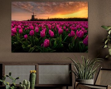 An amazing sunrise among the purple tulips