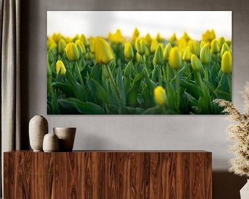 Gelbe Tulpen in den Niederlanden, Zwiebelregion von Jeroen Somers