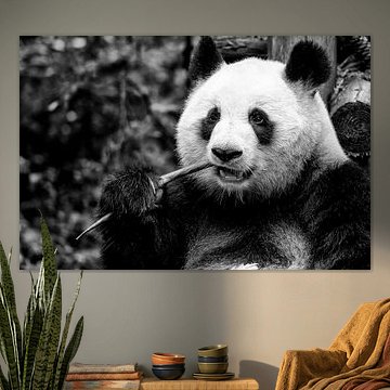 Eating Panda in China