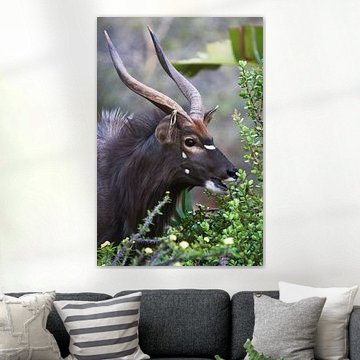 Kudu