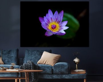Blauwe Lotus II von Insolitus Fotografie