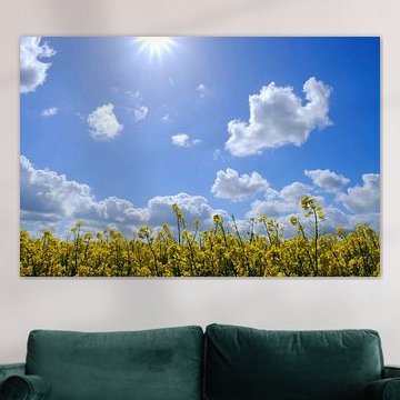 Rape field in the wind