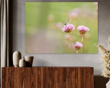 A sweet picture. Photo of a butterfly on flowering Armeria maritima by Birgitte Bergman