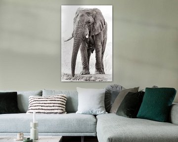 Mächtige Elefantenbulle von Awesome Wonder