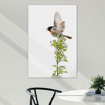 Flying redbreasted spout on a blossom bush