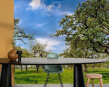 Springtime in the orchard with old apple trees by Sjoerd van der Wal Photography