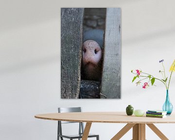 Small little pig peeking trough the fence