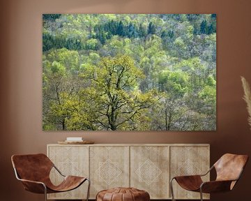 forêt de printemps sur une colline