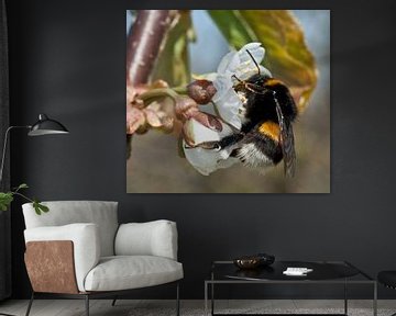 hommel op kersenbloesem von George Burggraaff