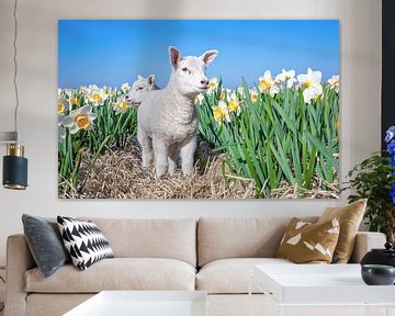 Lamb and daffodils on Texel.