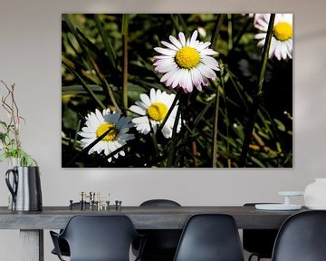 Witte bloemen Max Chrysanthemum in close-up van Kristof Leffelaer