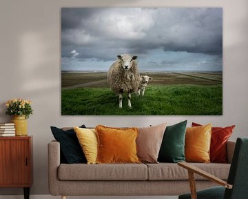 Sheep on the Waddendijk of Groningen