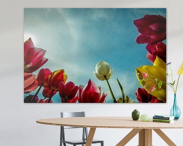 Tulpen van Wolbert Erich