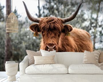 Stoere Schotse Hooglander van Miranda Snoeijen