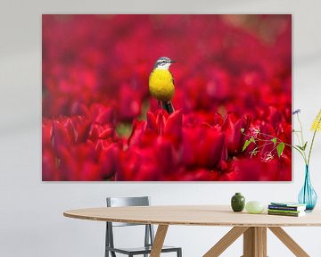 Gele kwikstaart in tulpenveld van Christien van der Veen Fotografie