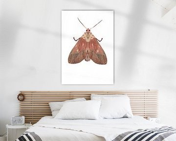 Pink moth on white background by Angela Peters