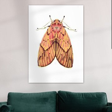 Pink yellow moth on white background