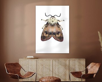 Moth with red dots on white background by Angela Peters