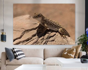 Leopard Lizzard van Kimberley Helmendag