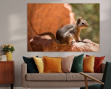 Eichhörnchen auf orangefarbenen Felsen von Kimberley Helmendag