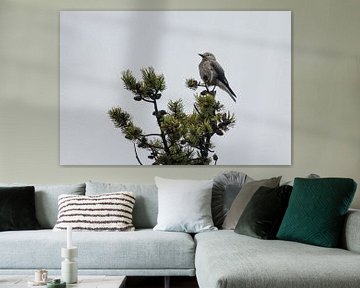 Grijze notenkraker vogel op de top van de boom | Wildlife van Kimberley Helmendag