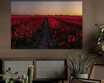 Code rood bij dit tulpenveld by Erik Graumans