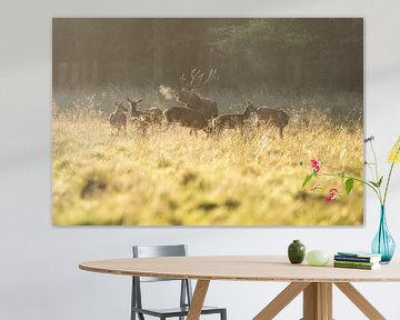 Red Deer by Patrick Scholten