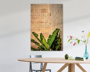 Bananenpflanze vor reliefartiger Mauer von Michael Moser