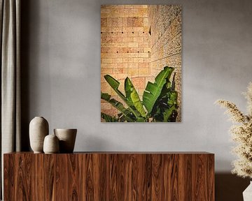 Banana plant in front of relief-like wall