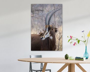 Sable antelope by Marijke Arends-Meiring